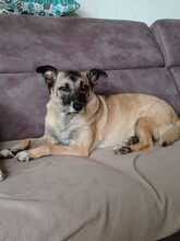 BELLA, Hund, Mischling in Bochum - Bild 2