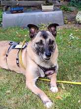BELLA, Hund, Mischling in Bochum - Bild 3