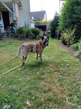 BELLA, Hund, Mischling in Bochum - Bild 4