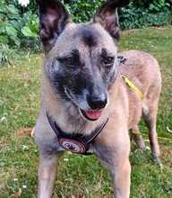 BELLA, Hund, Mischling in Bochum - Bild 5