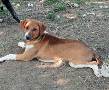 IRA, Hund, Mischlingshund in Griechenland - Bild 1