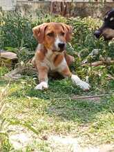 IRA, Hund, Mischlingshund in Griechenland - Bild 2