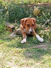 IRA, Hund, Mischlingshund in Griechenland - Bild 3