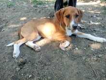 IRA, Hund, Mischlingshund in Griechenland - Bild 4