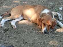 IRA, Hund, Mischlingshund in Griechenland - Bild 5