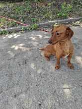 FREDI, Hund, Mischlingshund in Ungarn - Bild 1