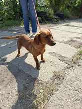 FREDI, Hund, Mischlingshund in Ungarn - Bild 2