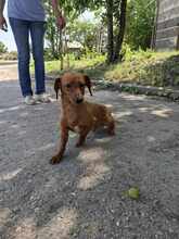 FREDI, Hund, Mischlingshund in Ungarn - Bild 3