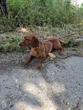 FREDI, Hund, Mischlingshund in Ungarn - Bild 4