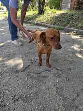 FREDI, Hund, Mischlingshund in Ungarn - Bild 5