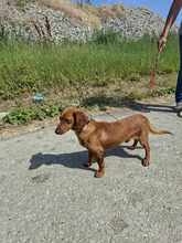 FREDI, Hund, Mischlingshund in Ungarn - Bild 6