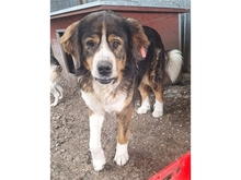 STROPP, Hund, Mischlingshund in Rumänien - Bild 1