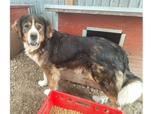 STROPP, Hund, Mischlingshund in Rumänien - Bild 2