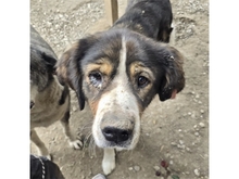 STROPP, Hund, Mischlingshund in Rumänien - Bild 3