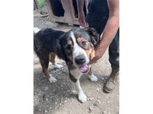 STROPP, Hund, Mischlingshund in Rumänien - Bild 4