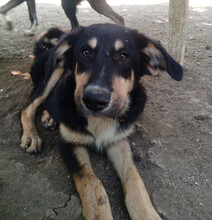 ODIN, Hund, Mischlingshund in Griechenland - Bild 2