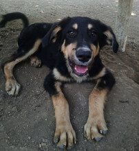 ODIN, Hund, Mischlingshund in Griechenland - Bild 3