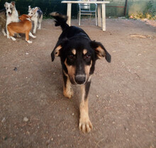 ODIN, Hund, Mischlingshund in Griechenland - Bild 4
