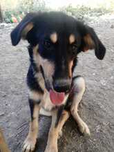 ODIN, Hund, Mischlingshund in Griechenland - Bild 5