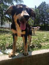 ODIN, Hund, Mischlingshund in Griechenland - Bild 7