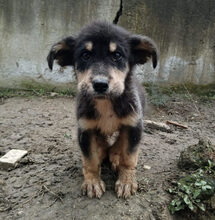 ODIN, Hund, Mischlingshund in Griechenland - Bild 8