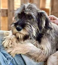 TILDA, Hund, Mischlingshund in Rumänien - Bild 11