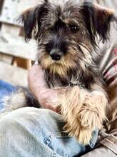 TILDA, Hund, Mischlingshund in Rumänien - Bild 12