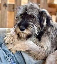 TILDA, Hund, Mischlingshund in Rumänien - Bild 13