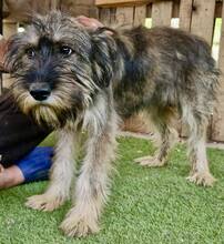 TILDA, Hund, Mischlingshund in Rumänien - Bild 2