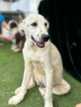 POINTY, Hund, Mischlingshund in Rumänien - Bild 1