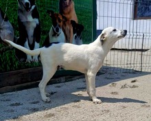 POINTY, Hund, Mischlingshund in Rumänien - Bild 2