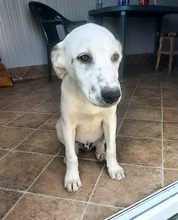 POINTY, Hund, Mischlingshund in Rumänien - Bild 3