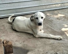 POINTY, Hund, Mischlingshund in Rumänien - Bild 4