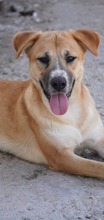 LUCKYDUKE, Hund, Mischlingshund in Rumänien - Bild 1