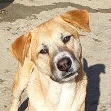 LUCKYDUKE, Hund, Mischlingshund in Rumänien - Bild 10