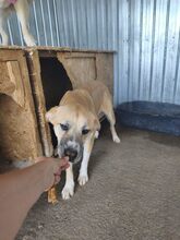 LUCKYDUKE, Hund, Mischlingshund in Rumänien - Bild 2