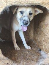 LUCKYDUKE, Hund, Mischlingshund in Rumänien - Bild 3