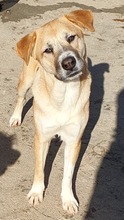 LUCKYDUKE, Hund, Mischlingshund in Rumänien - Bild 6