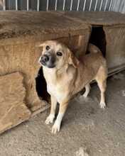 LUCKYDUKE, Hund, Mischlingshund in Rumänien - Bild 7