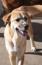 LUCKYDUKE, Hund, Mischlingshund in Rumänien - Bild 9