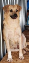MONA, Hund, Mischlingshund in Rumänien - Bild 7