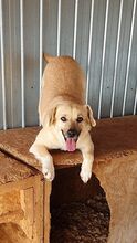 MONA, Hund, Mischlingshund in Rumänien - Bild 8