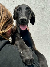 MÜCKE, Hund, Mischlingshund in Rumänien - Bild 1