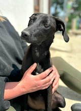 MÜCKE, Hund, Mischlingshund in Rumänien - Bild 2