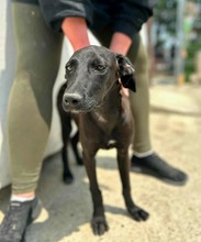 MÜCKE, Hund, Mischlingshund in Rumänien - Bild 3