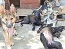 MÜCKE, Hund, Mischlingshund in Rumänien - Bild 4
