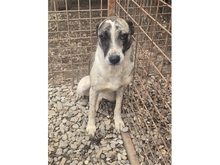 ELLEN, Hund, Mischlingshund in Rumänien - Bild 3