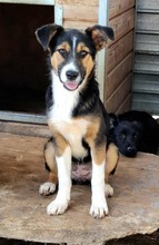 TILLY, Hund, Mischlingshund in Rumänien - Bild 1