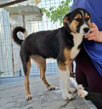 TILLY, Hund, Mischlingshund in Rumänien - Bild 2