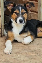 TILLY, Hund, Mischlingshund in Rumänien - Bild 3